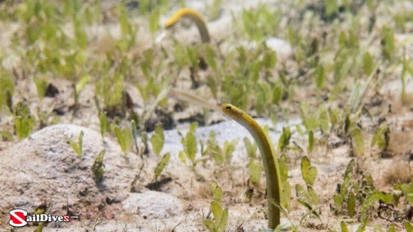 Yellow garden Eel