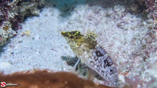 Diamond Blenny?