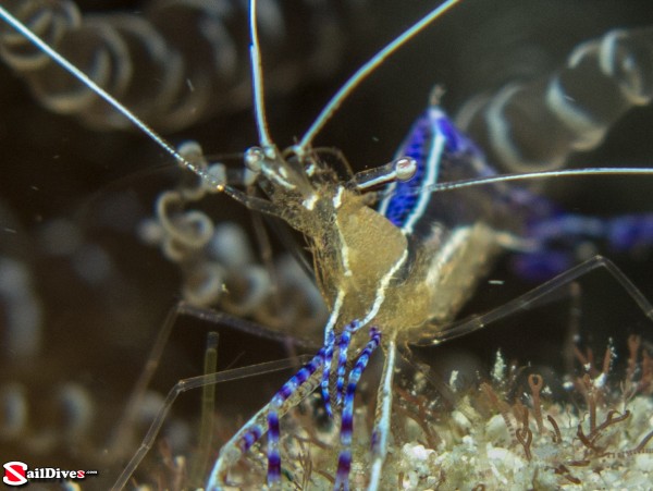 Pederson Shrimp macro