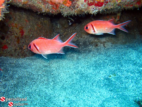Blackbar Cardinalfish