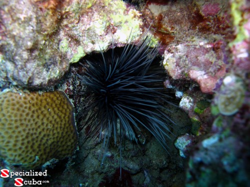 Long Spined Urchin