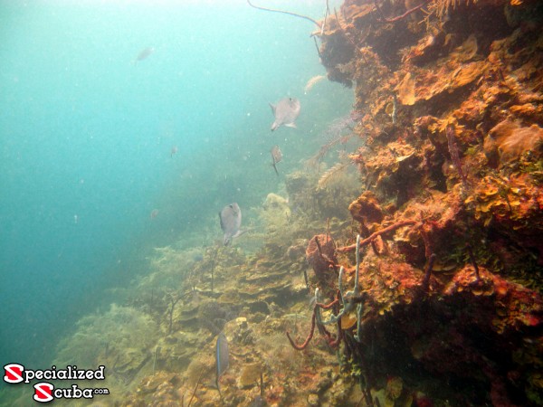 Belize, Ocean Triggerfish, reef Image