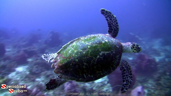 Turtle from Tobago