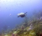 Englishmans Bay Turtle