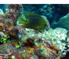 Threespot Damselfish - Intermediate Juvenile-Adult
