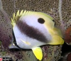 Foureye Butterflyfish juvenile