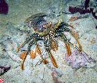 Spotted Spiny Lobster on night dive