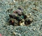 Banded Jawfish in hole