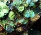 Multi-colored Christmas Tree Worms