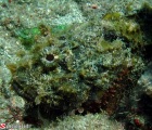 Close up Scorpionfish