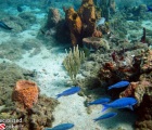 Yellowhead Wrasse, Blue Chromis and assorted sponges