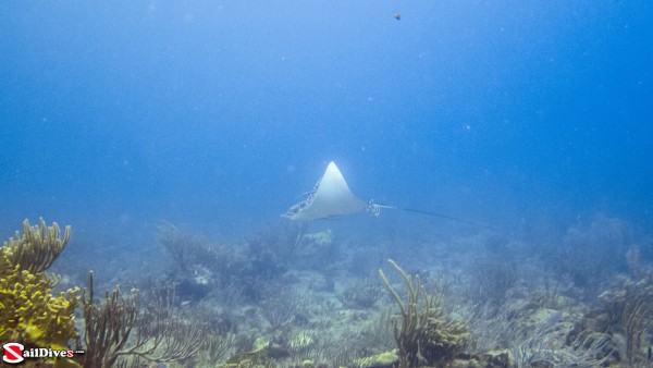 160828---eagle-ray---img_9961_lr_canon-powershot-g16.jpg