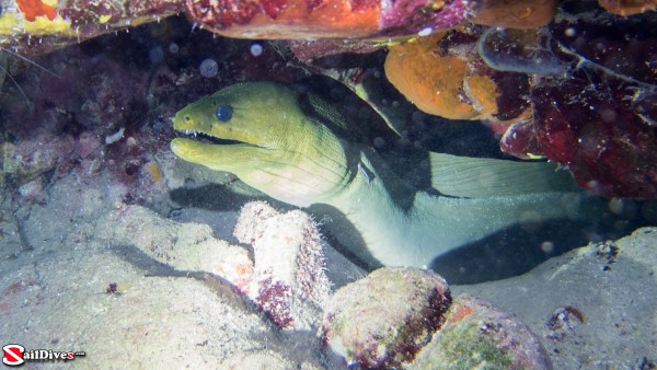 160828---green-moray---img_9929_lr.jpg