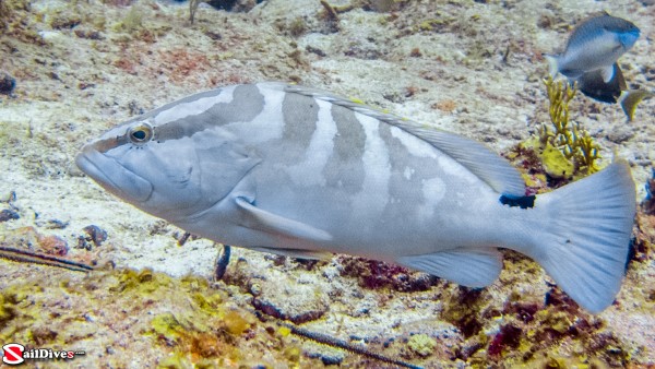 160828---nassau-grouper---img_9813_lr_canon-powershot-g16.jp