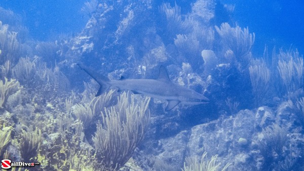 160828---reef-shark---img_9694_lr_canon-powershot-g16.jpg