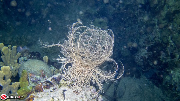 160829---giant-basket-star---img_0458_lr_canon-powershot-g16