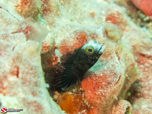 160829---spinyhead-blenny---img_0280_lr_canon-powershot-g16.