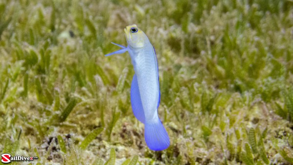 160829---yellowhead-jawfish---img_0435_lr_canon-powershot-g1