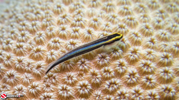 160830---cleaning-goby-img_0633_lr_canon-powershot-g16.jpg