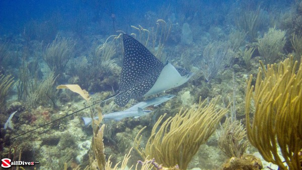 160830---eagle-ray-img_1501_lr_canon-powershot-g15.jpg