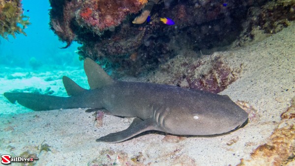 160830---nurse-shark-img_1505_lr_canon-powershot-g15.jpg