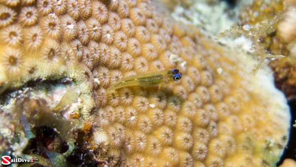 160830---peppermint-goby-img_0609_lr_canon-powershot-g16.jpg