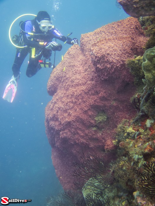 Giant Barrel Sponge at Orca Point St Vincent