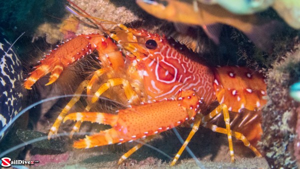 Flaming Reef Lobster in Bequia