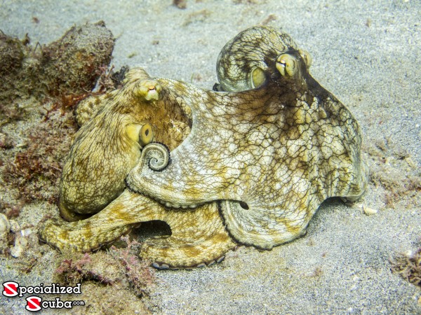 Octopus mating in Bequia