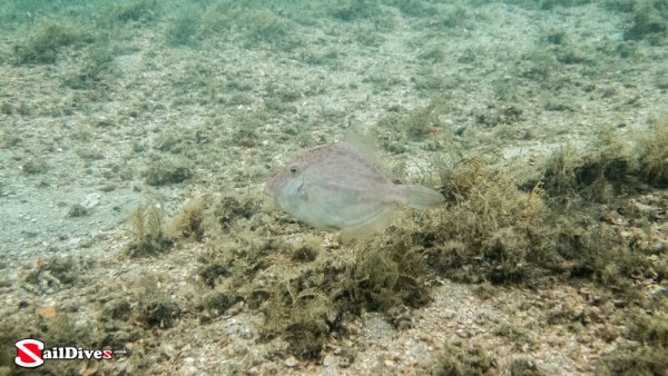 Planehead Filefish female