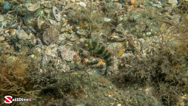 Green Razorfish, Female