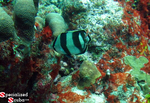 Banded Butterflyfish