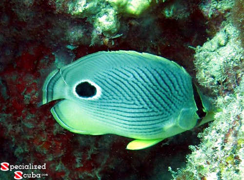 Foureye Butterflyfish