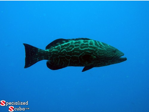 Black Grouper