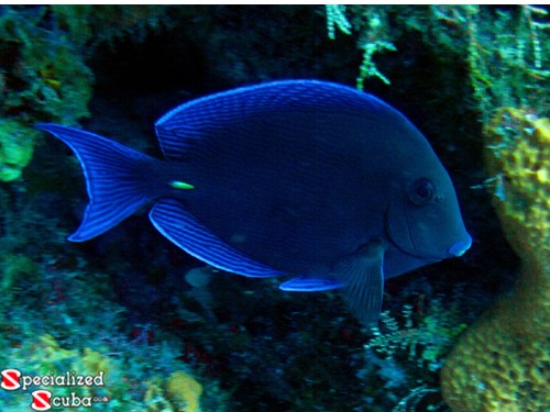 Blue Tang