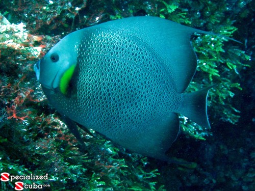 Grey Angelfish