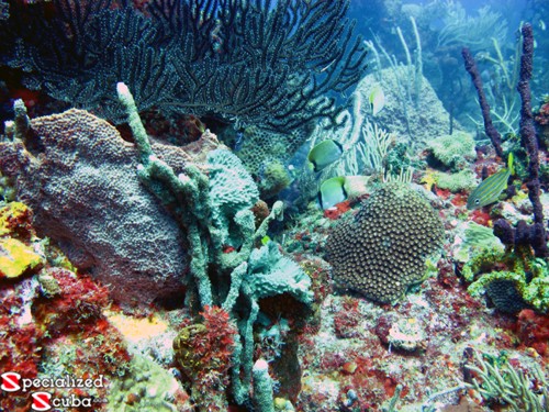 Gorgonians and colorful corals