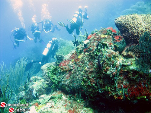 Divers on Cathedral Dive Site