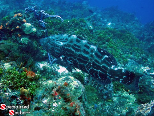 Black Grouper