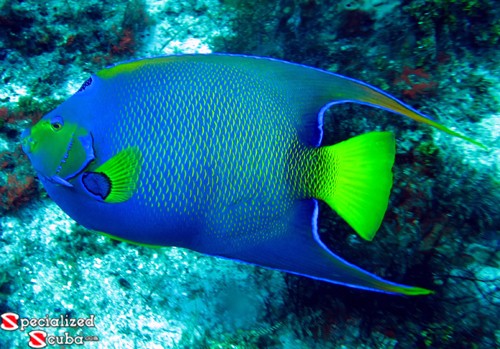 Queen Angelfish