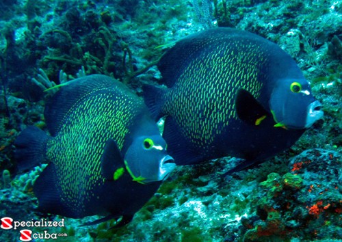 French Angelfish pair