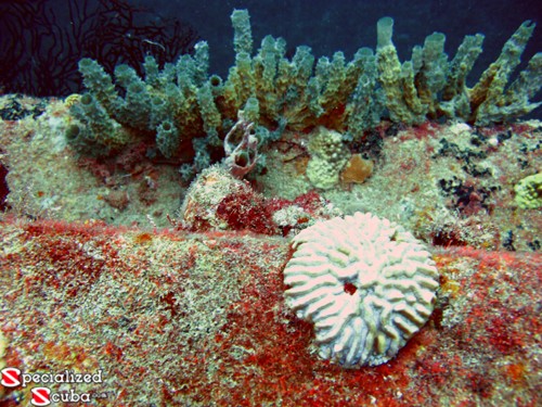 Branching Vase Sponges and Brain Corals