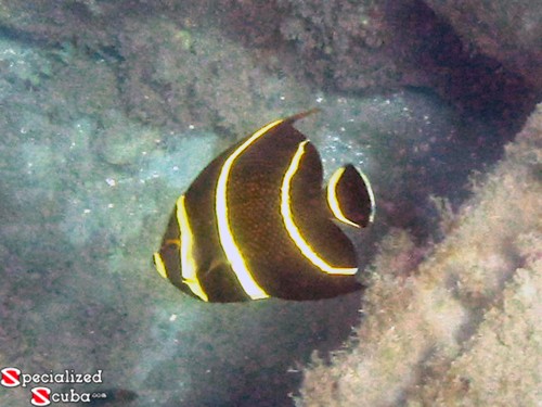 French Angelfish Juvenile