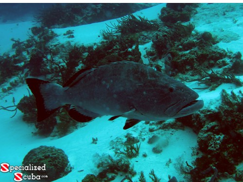 Black Grouper