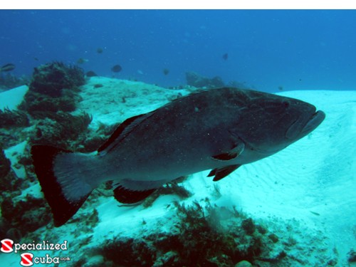 Black Grouper