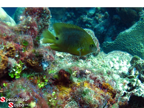 Threespot Damselfish - Intermediate Juvenile-Adult