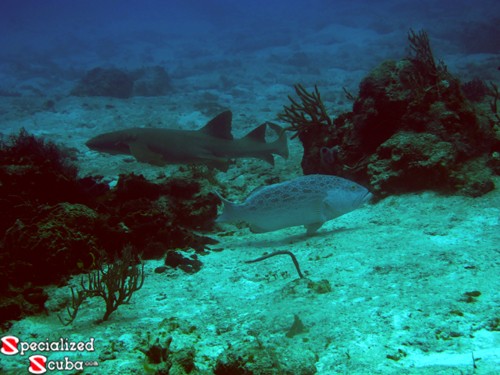 Yellowfin Grouper and Nurse Shark