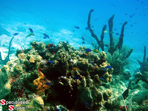 Blue Chromis