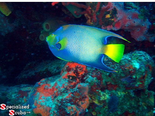 Queen Angelfish