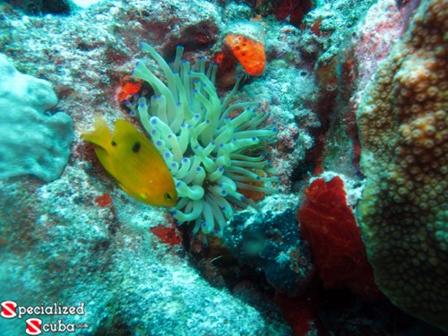 Threespot Damselfish Juvenile